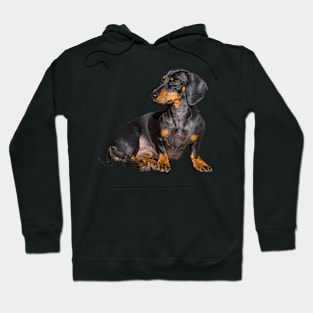 Dachshund Hoodie